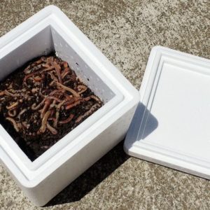 Red Wigglers, European Night Crawlers, African Night Crawlers, Alabama  Jumpers! Containers&Bedding! 